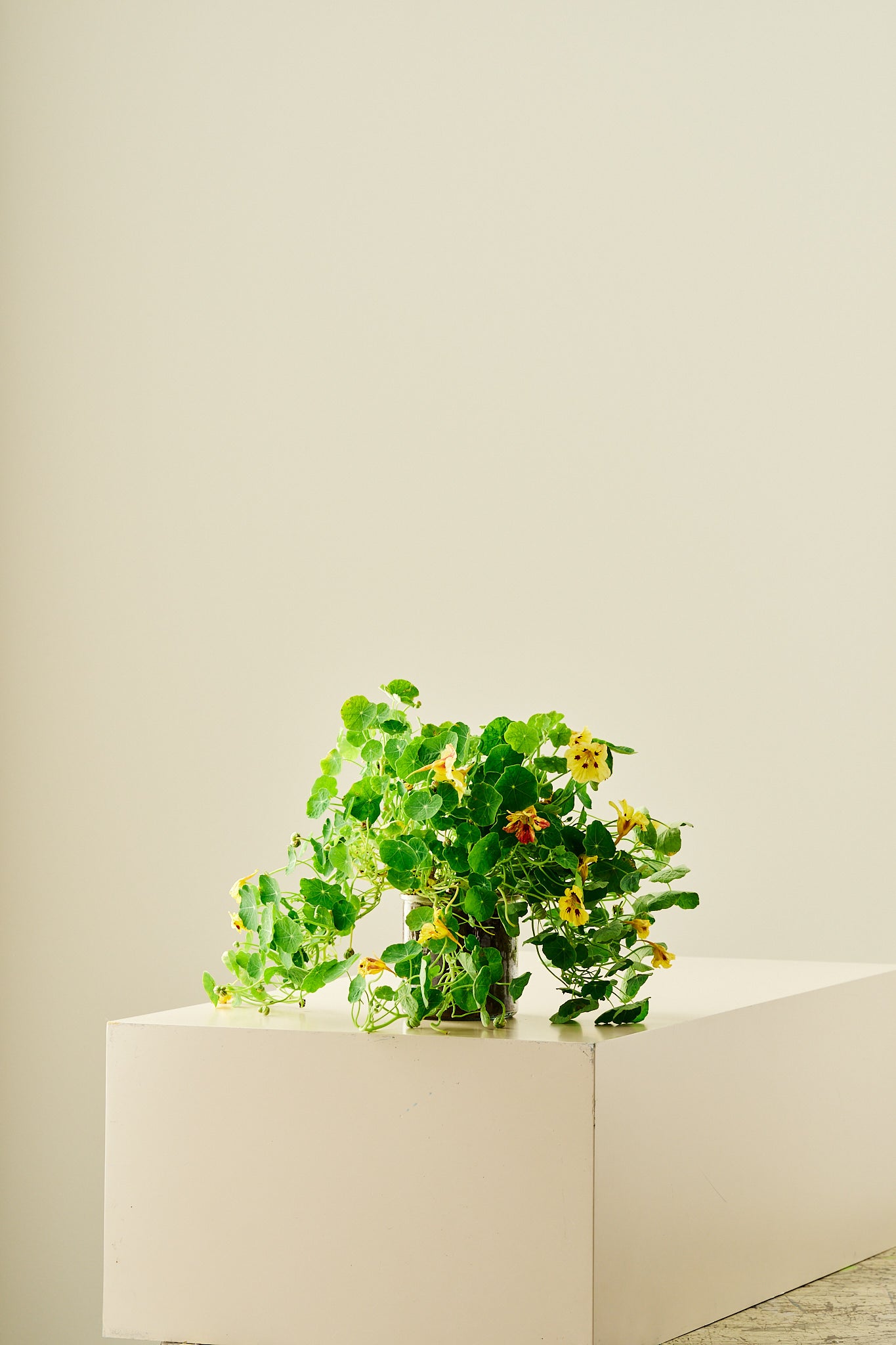 Blomsterkarse ‘Bloody Mary’