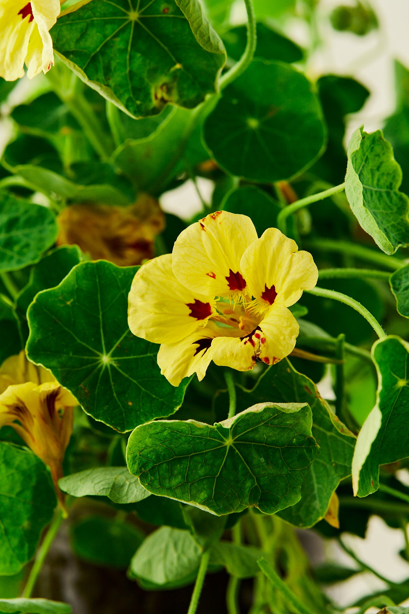 Blomsterkarse ‘Bloody Mary’