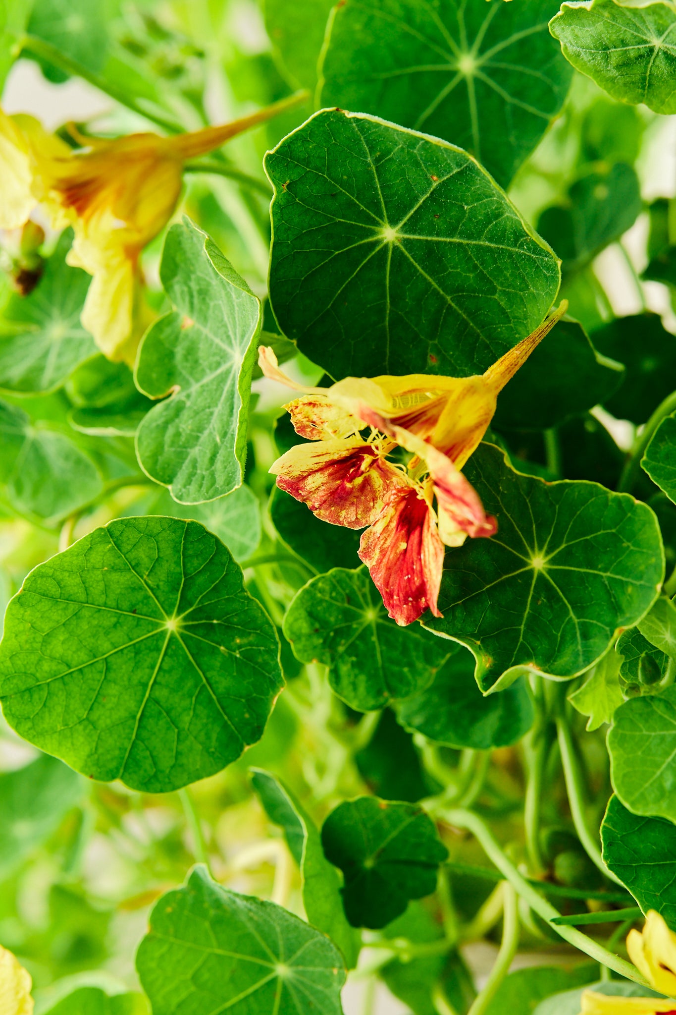 Blomsterkarse ‘Bloody Mary’