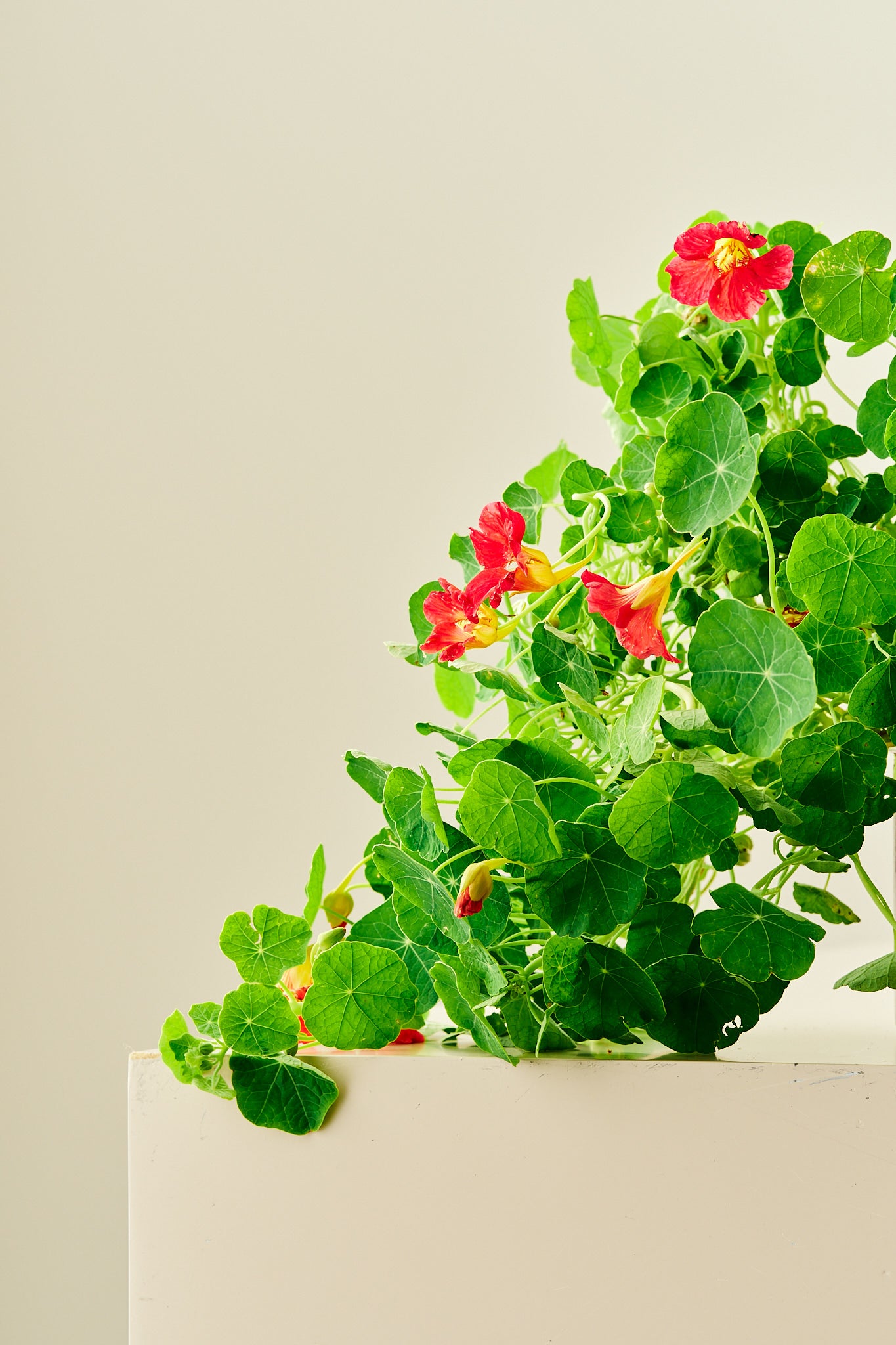 Blomsterkarse 'Cherry Rose'