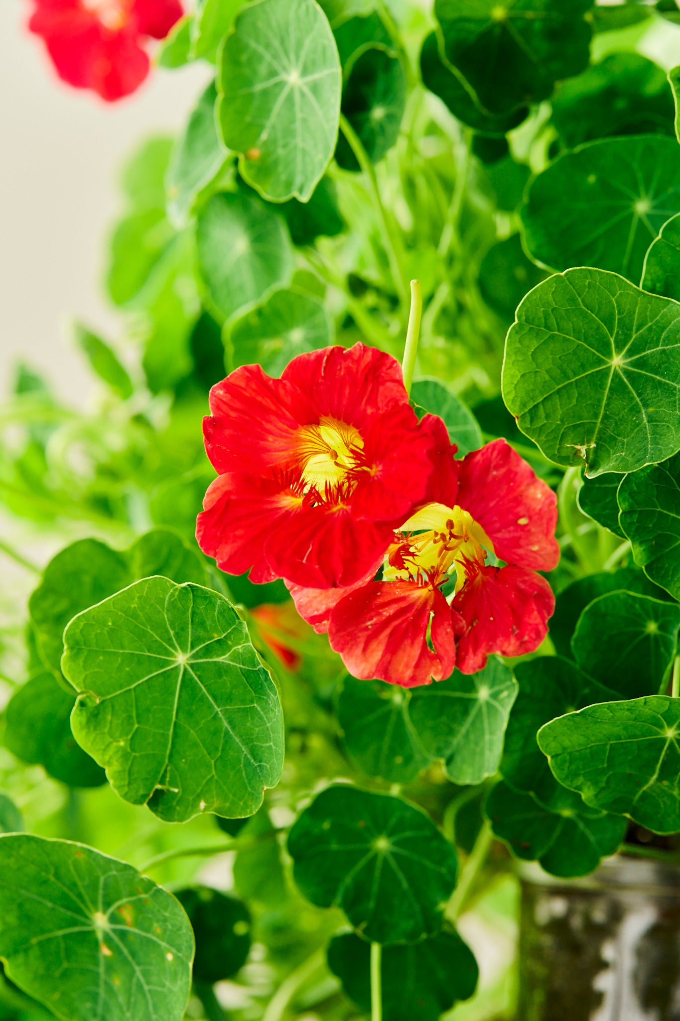 Blomsterkarse 'Cherry Rose'