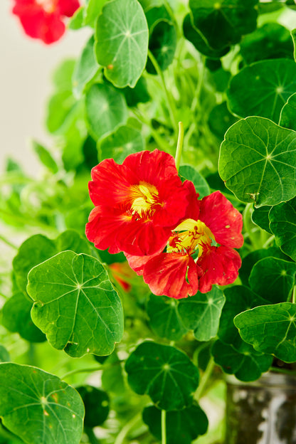 Blomsterkarse 'Cherry Rose'