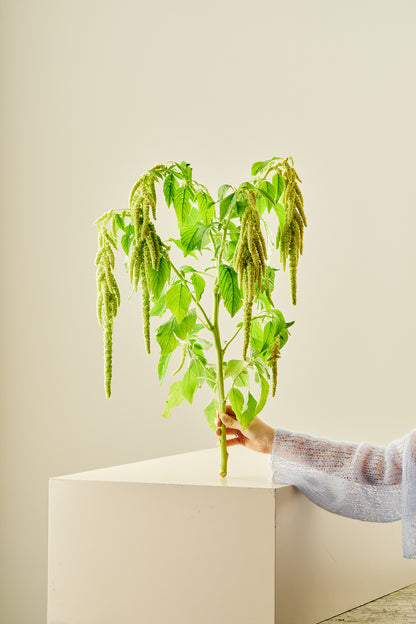 Amarant/Rævehale 'Viridis Green'