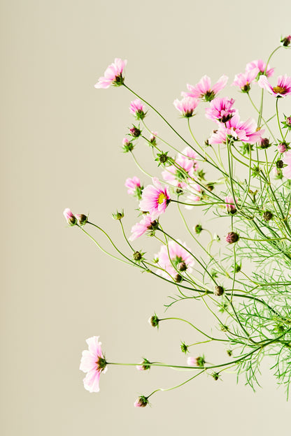 Stolt kavaler 'Sensation Daydream'