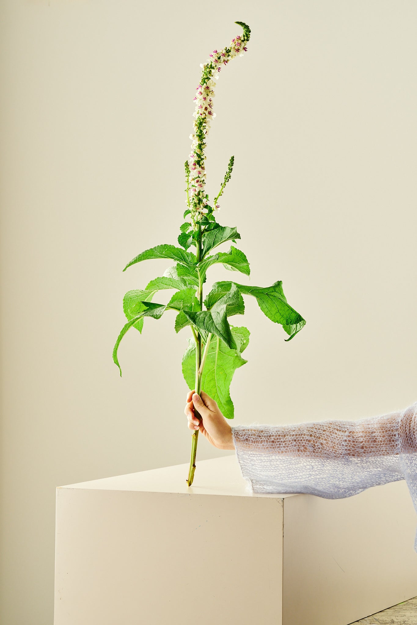 Kongelys ‘Chaixii’