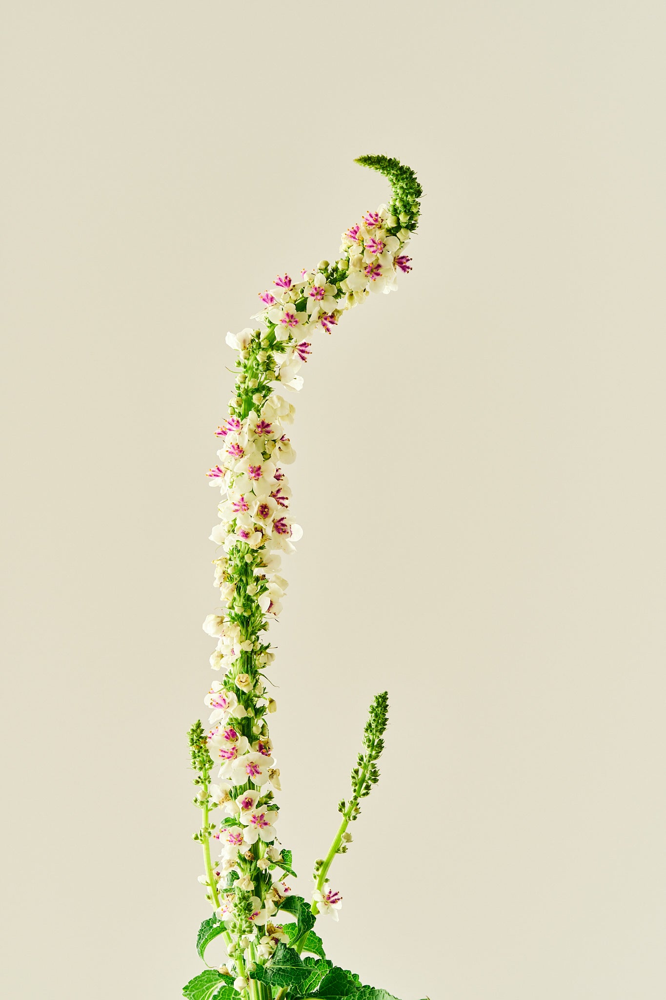 Kongelys ‘Chaixii’