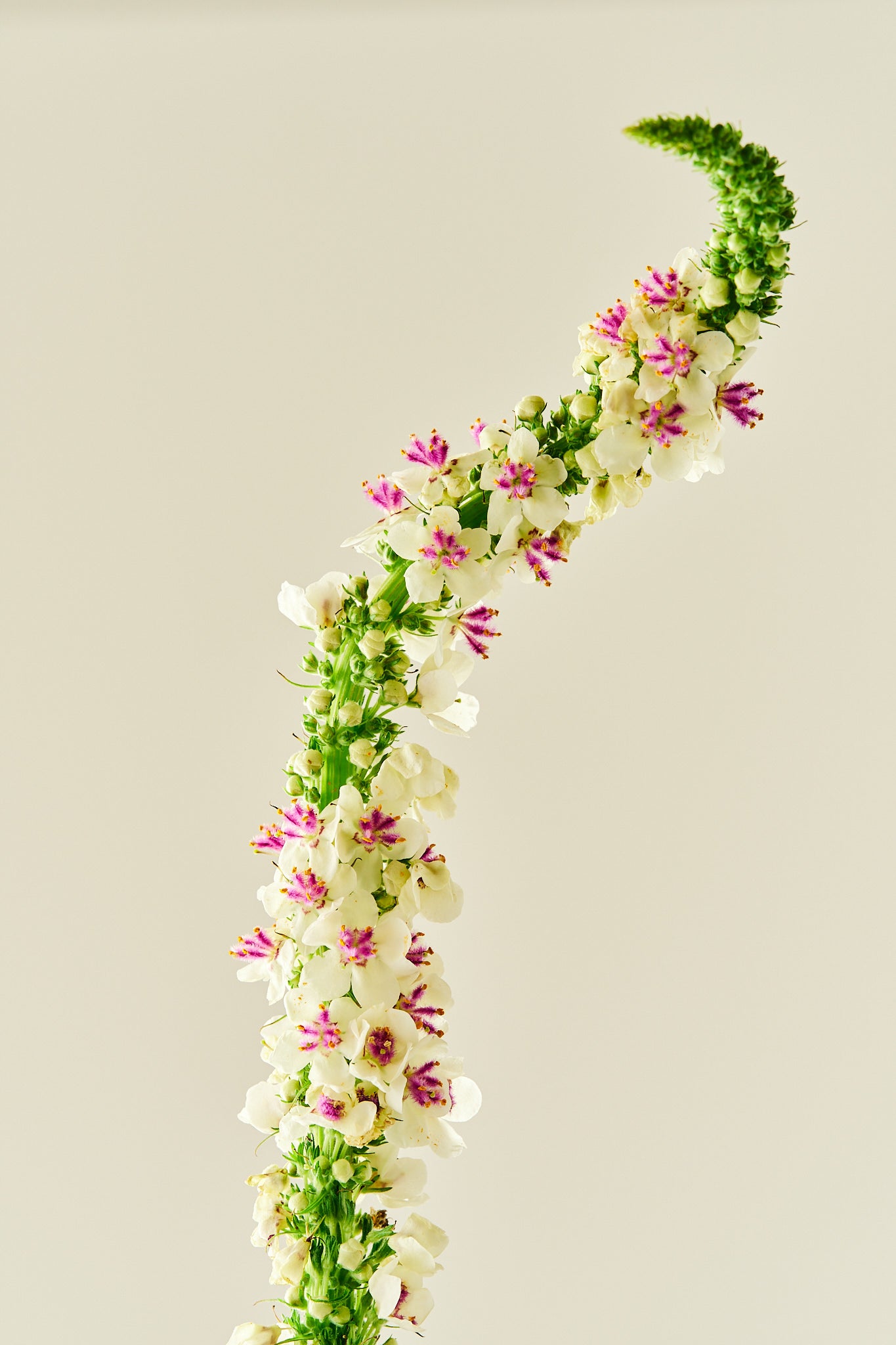 Kongelys ‘Chaixii’