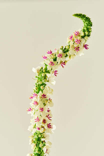 Kongelys ‘Chaixii’