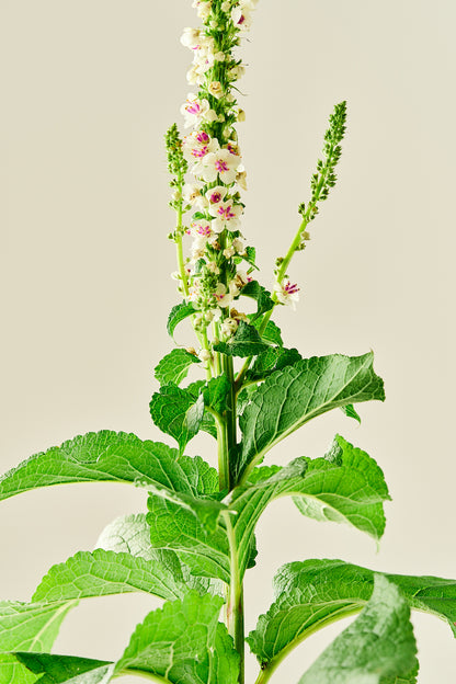 Kongelys ‘Chaixii’