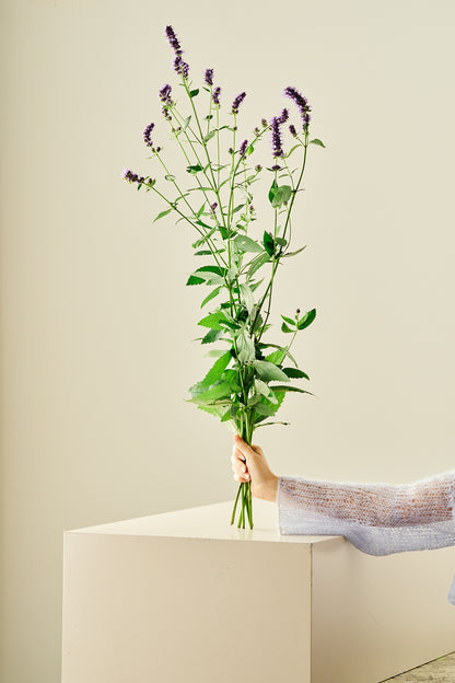 Anisisop 'Korean Mint'