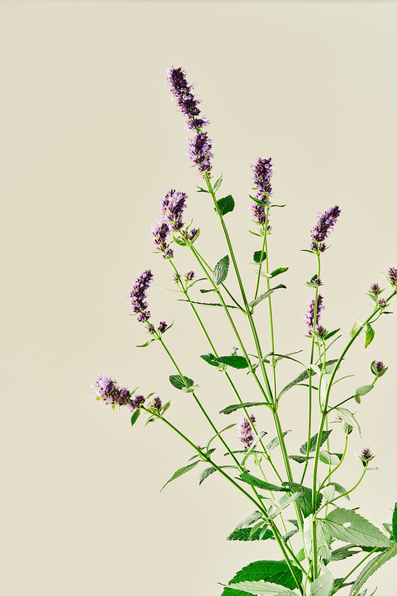 Anisisop 'Korean Mint'