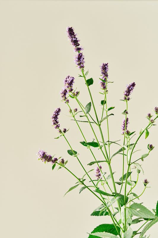 Anisisop 'Korean Mint'