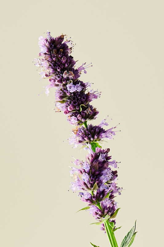 Anisisop 'Korean Mint'