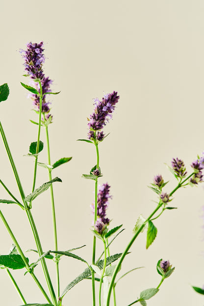 Anisisop 'Korean Mint'