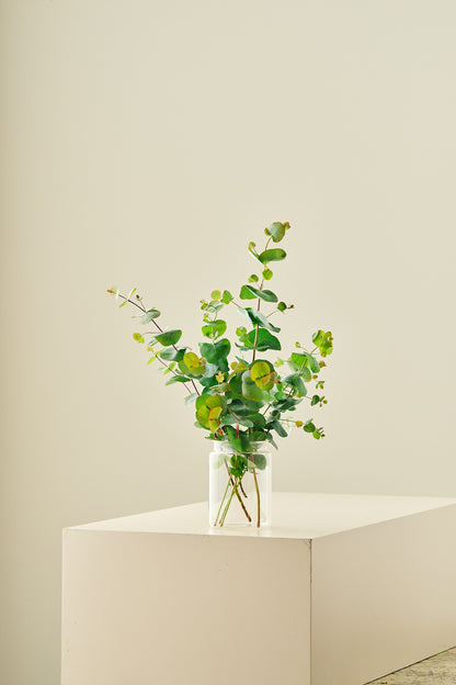 Eukalyptus 'Silver Dollar'