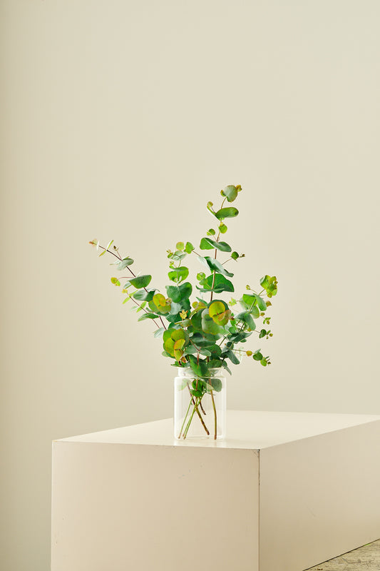 Eukalyptus 'Silver Dollar'