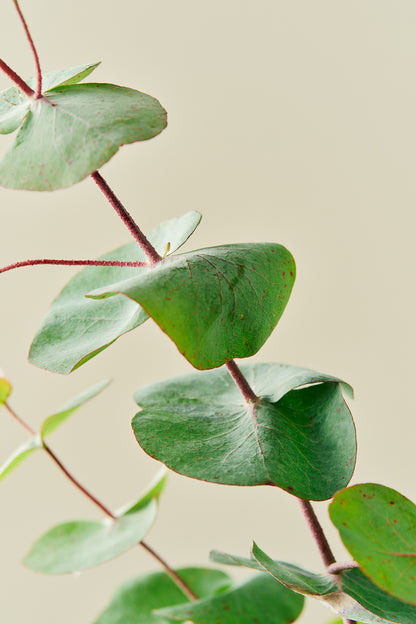 Eukalyptus 'Silver Dollar'