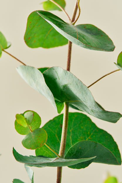 Eukalyptus 'Silver Dollar'