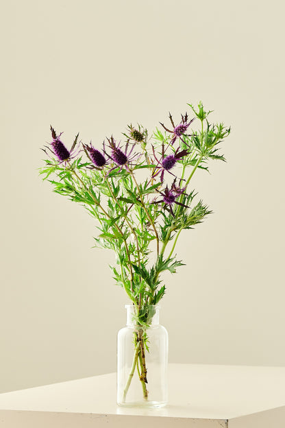 Mandstro ‘Purple Sheen’