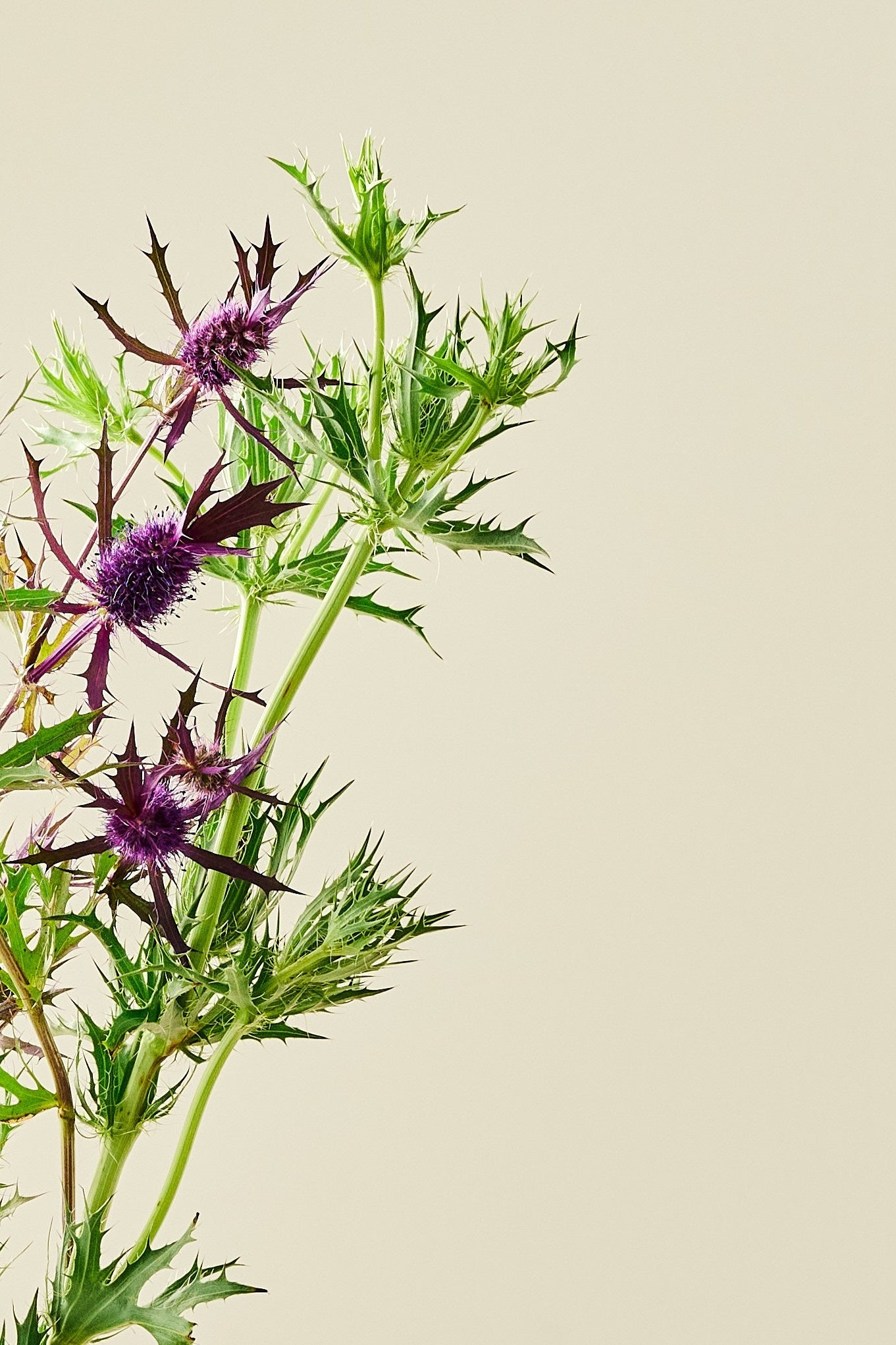 Mandstro ‘Purple Sheen’