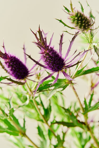 Mandstro ‘Purple Sheen’