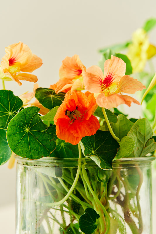 Blomsterkarse ‘Salmon Baby’