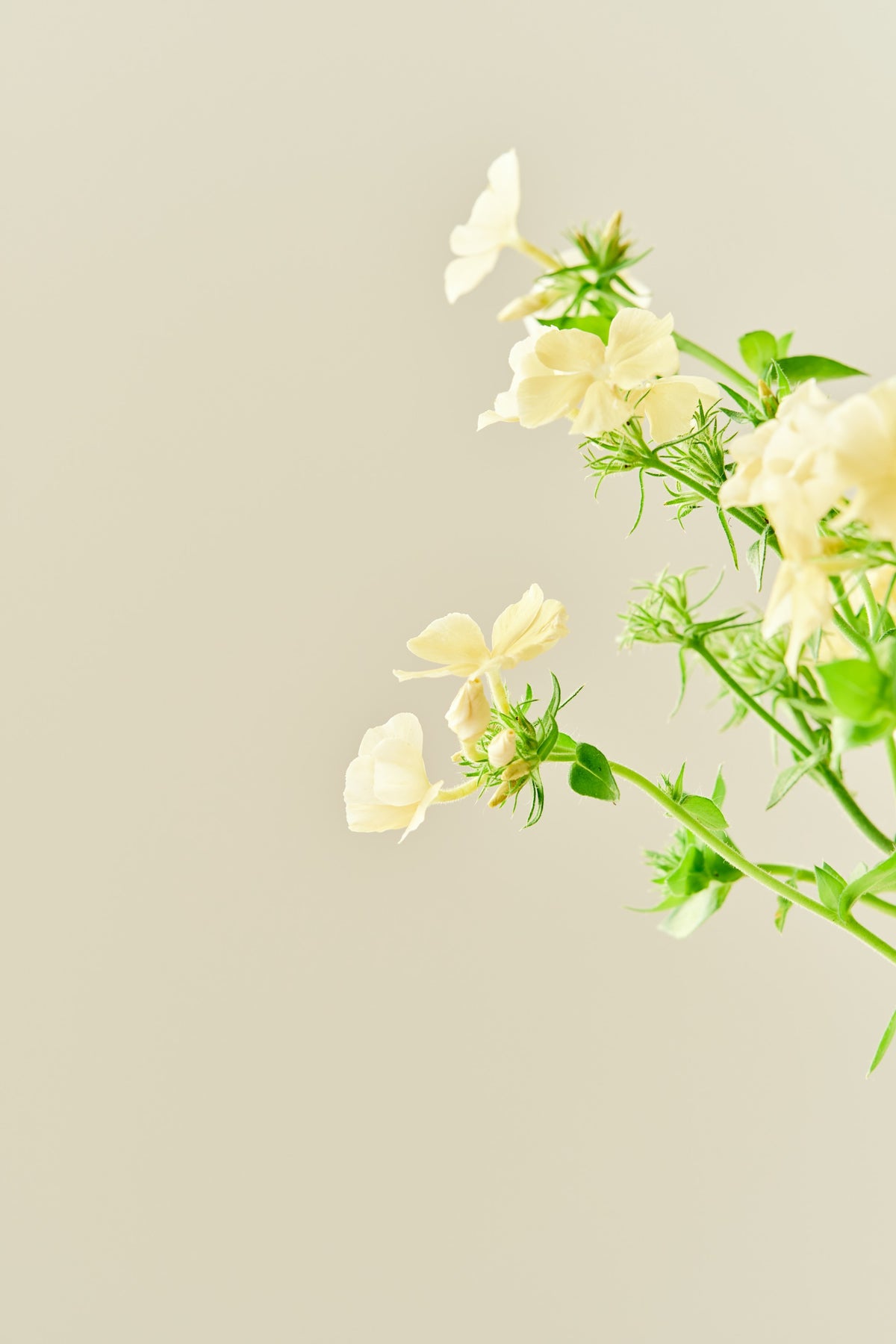 Sommerfloks 'Isabellina'  - frø