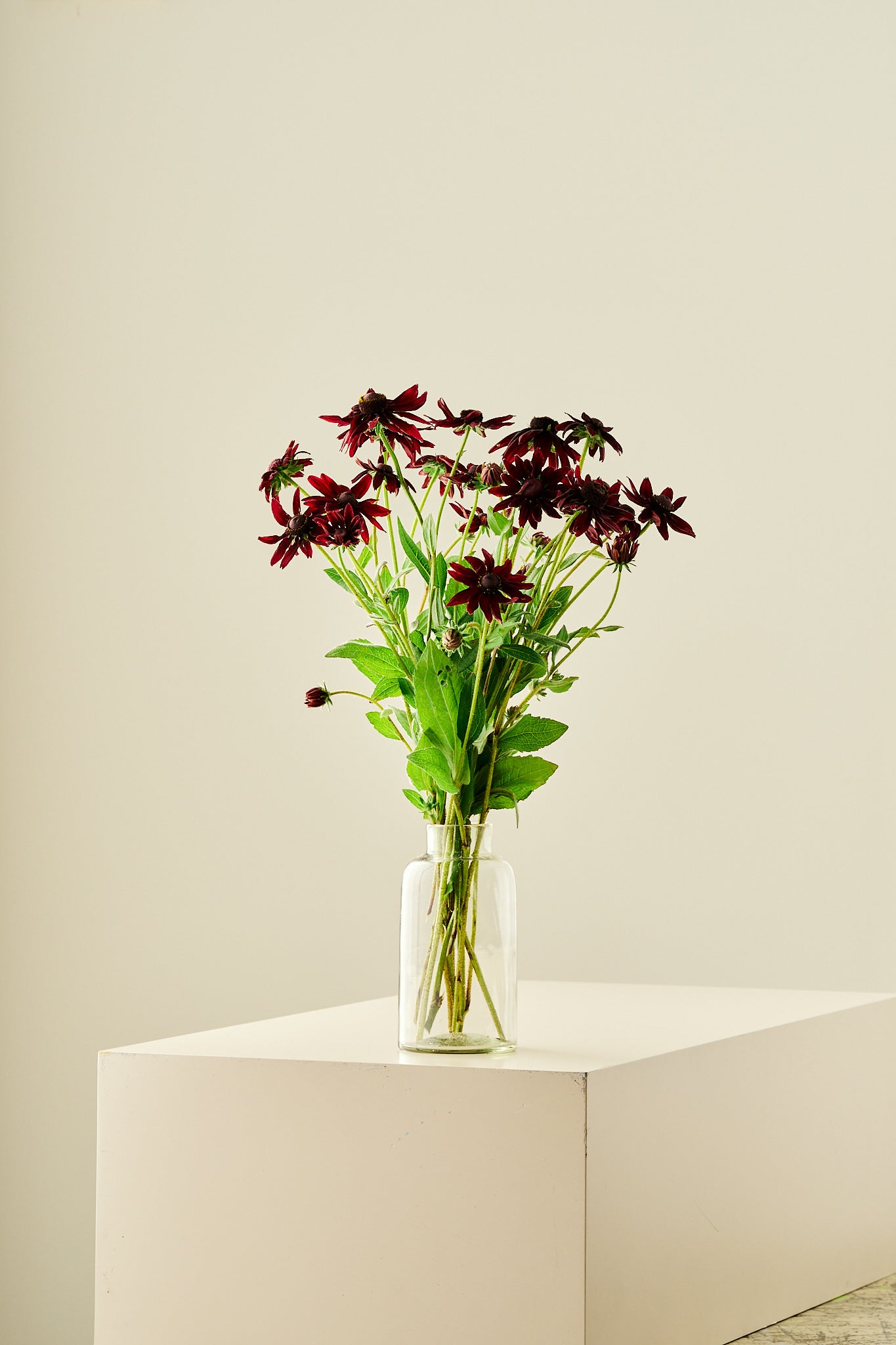 Solhat ‘Cherry Brandy’