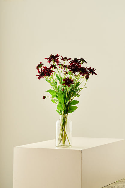 Solhat ‘Cherry Brandy’