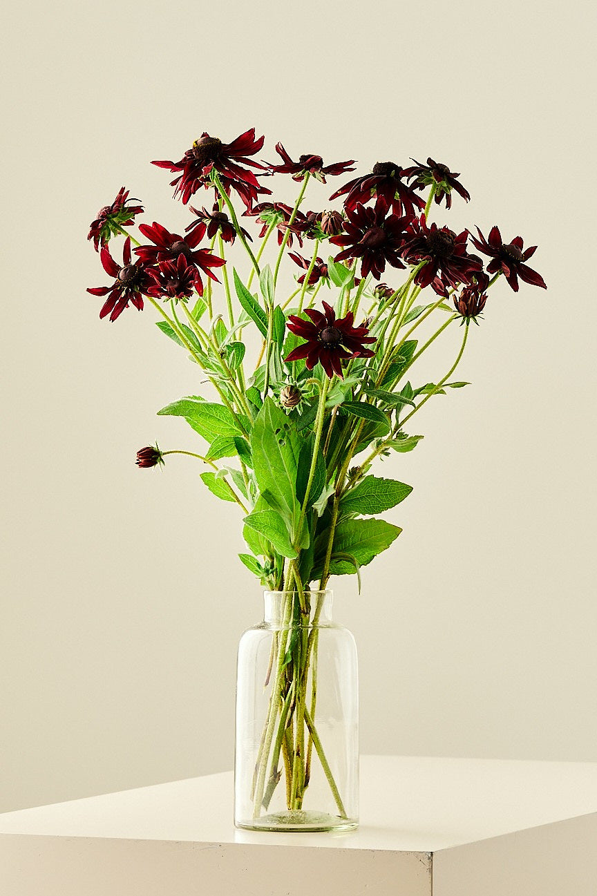 Solhat ‘Cherry Brandy’