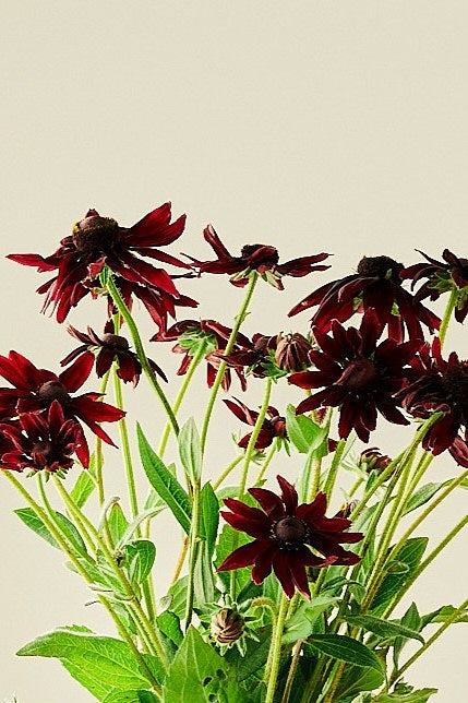 Solhat ‘Cherry Brandy’