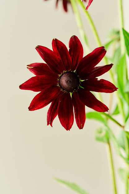 Solhat ‘Cherry Brandy’