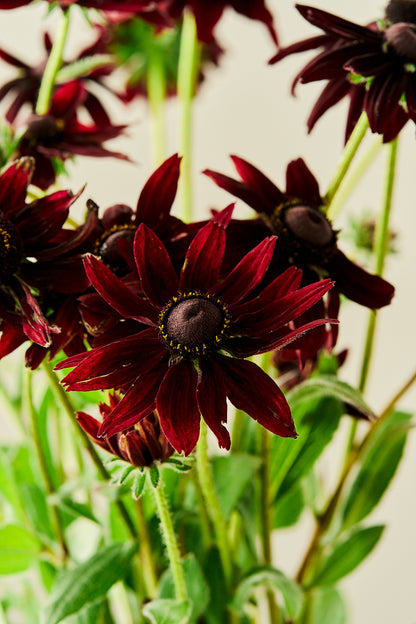 Solhat ‘Cherry Brandy’