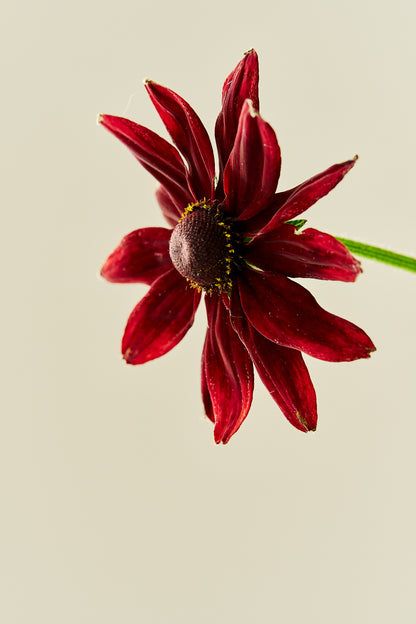 Solhat ‘Cherry Brandy’