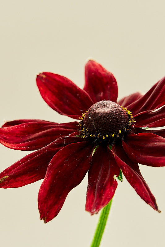 Solhat ‘Cherry Brandy’