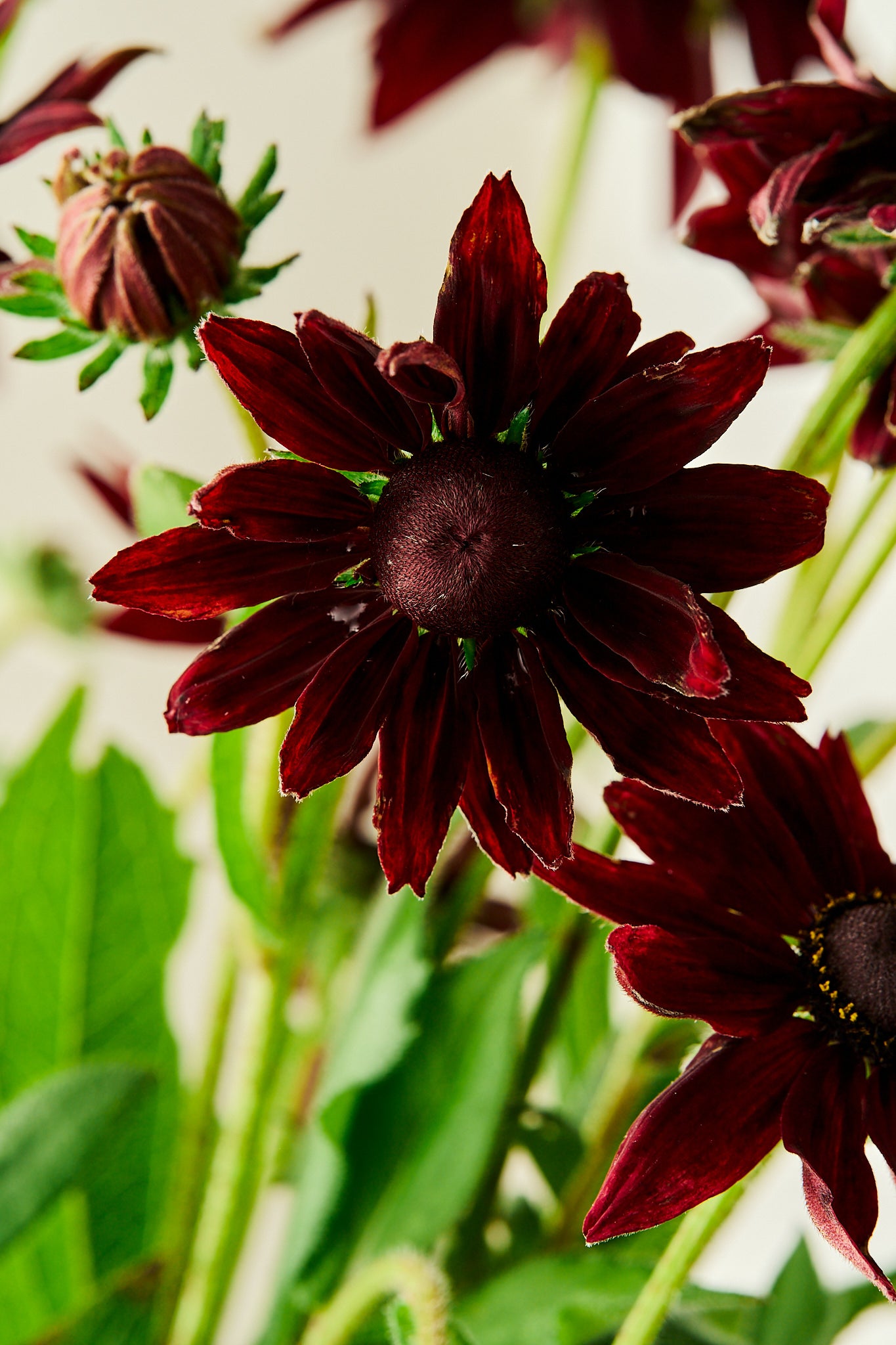 Solhat ‘Cherry Brandy’