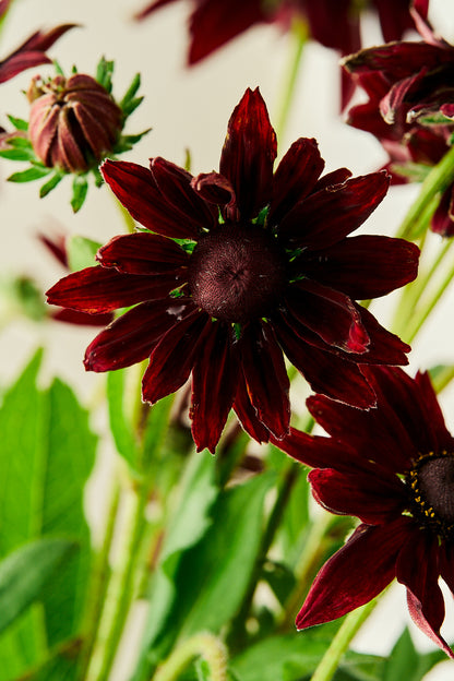 Solhat ‘Cherry Brandy’