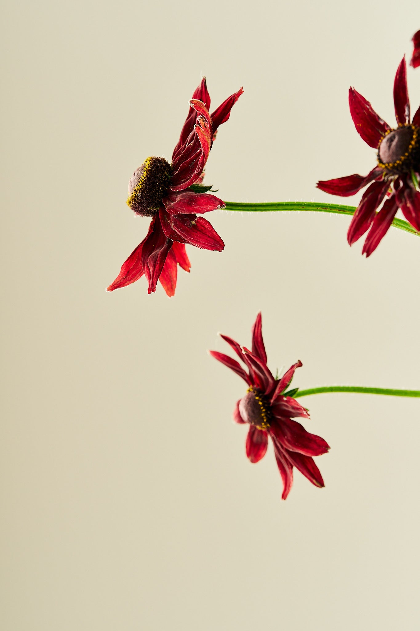 Solhat ‘Cherry Brandy’