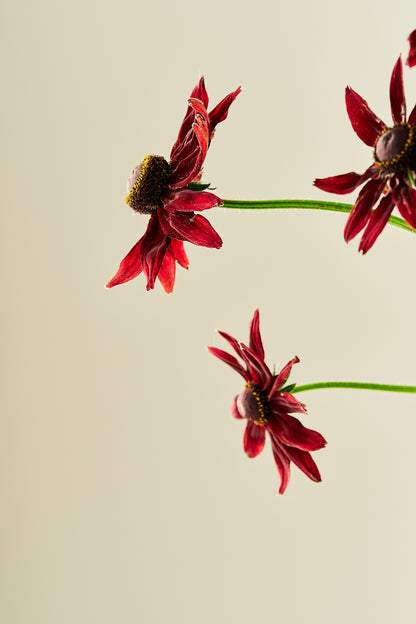 Solhat ‘Cherry Brandy’