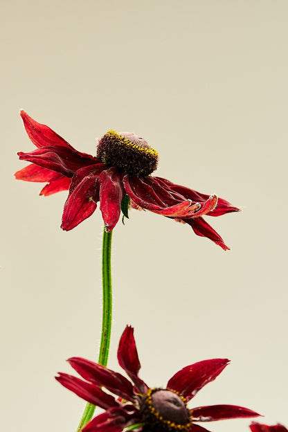 Solhat ‘Cherry Brandy’