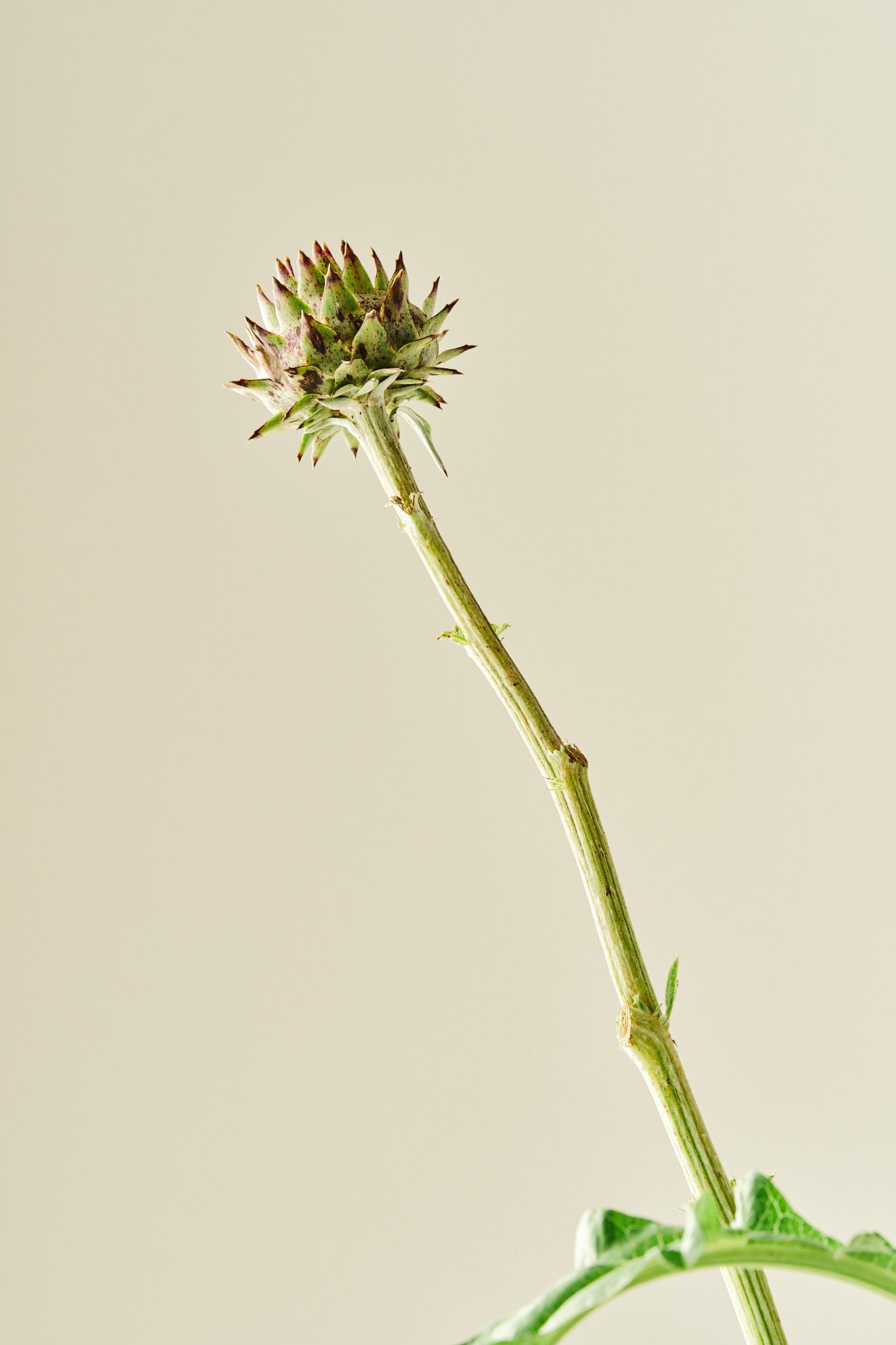 Artiskok ‘Porto Spineless’