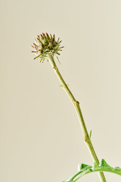 Artiskok ‘Porto Spineless’