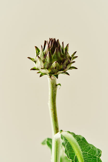 Artiskok ‘Porto Spineless’