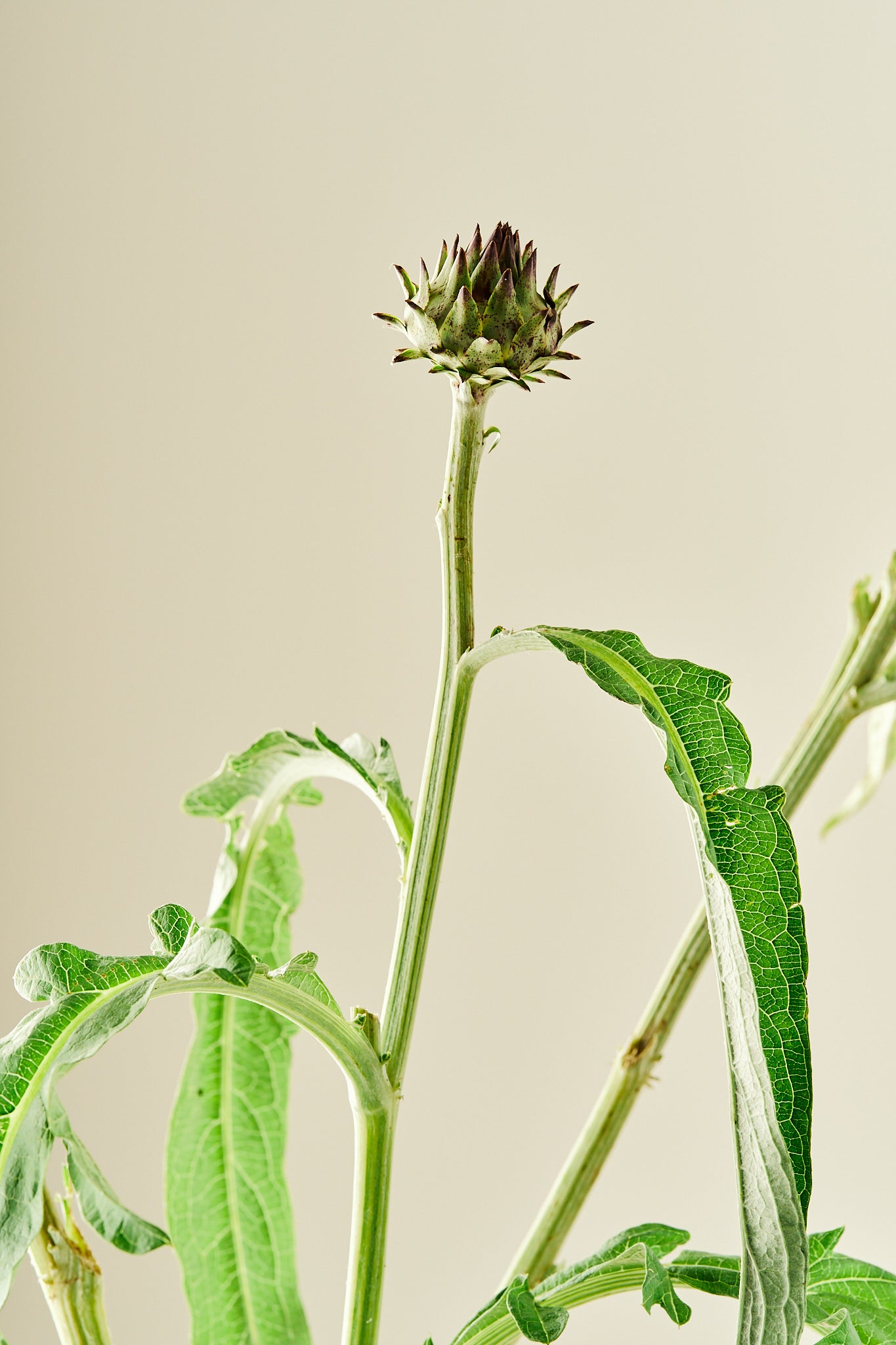 Artiskok ‘Porto Spineless’