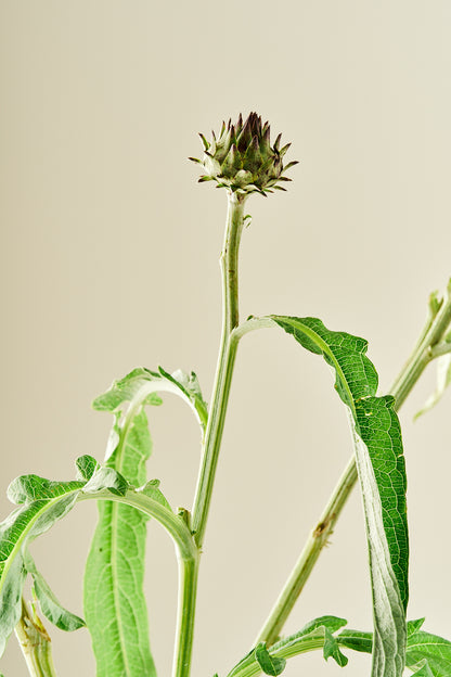 Artiskok ‘Porto Spineless’