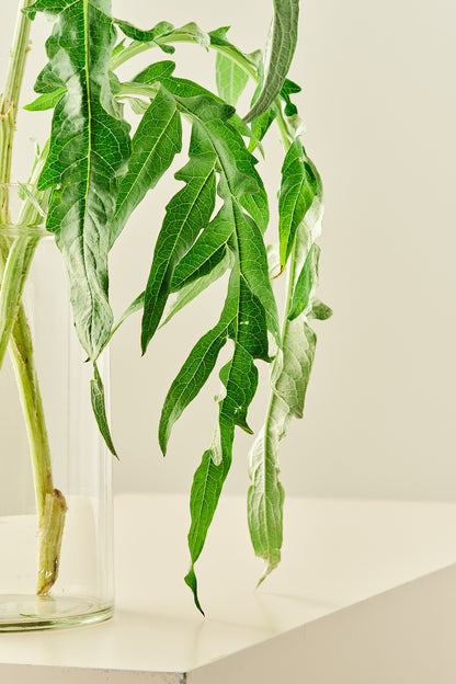 Artiskok ‘Porto Spineless’