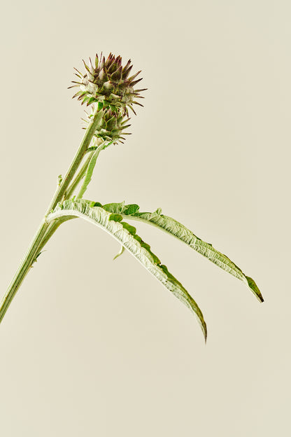 Artiskok ‘Porto Spineless’