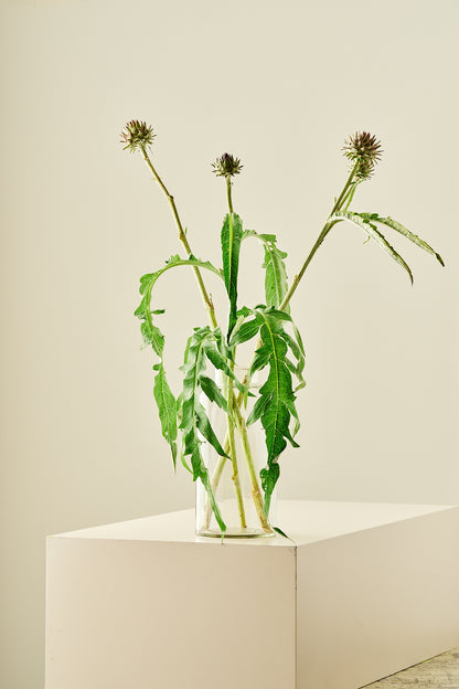 Artiskok ‘Porto Spineless’