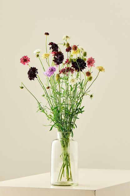 Skabiose ‘Summer Mix’