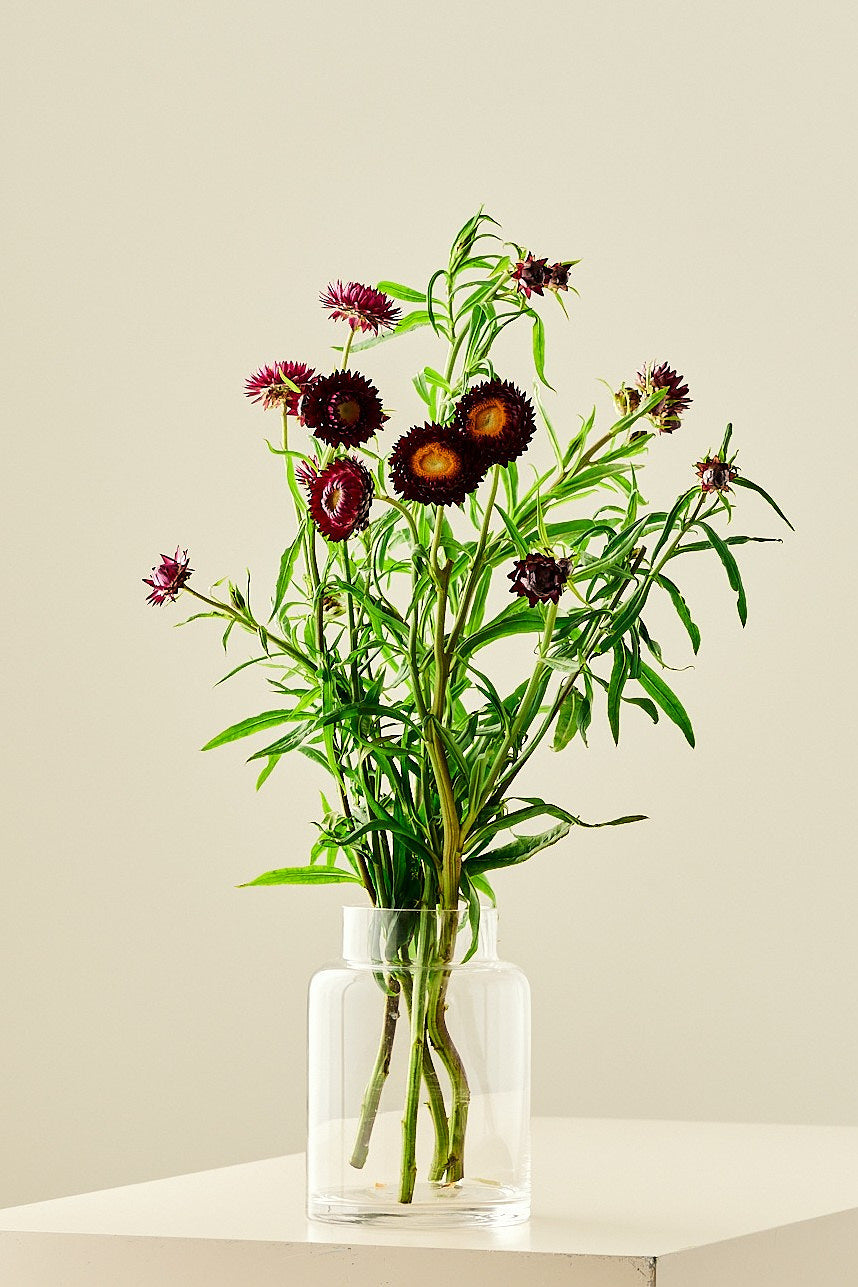 Evighedsblomst 'Purple'